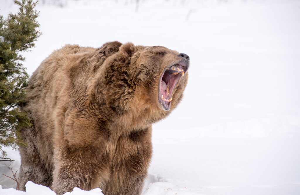 Bear vocalizing in snow