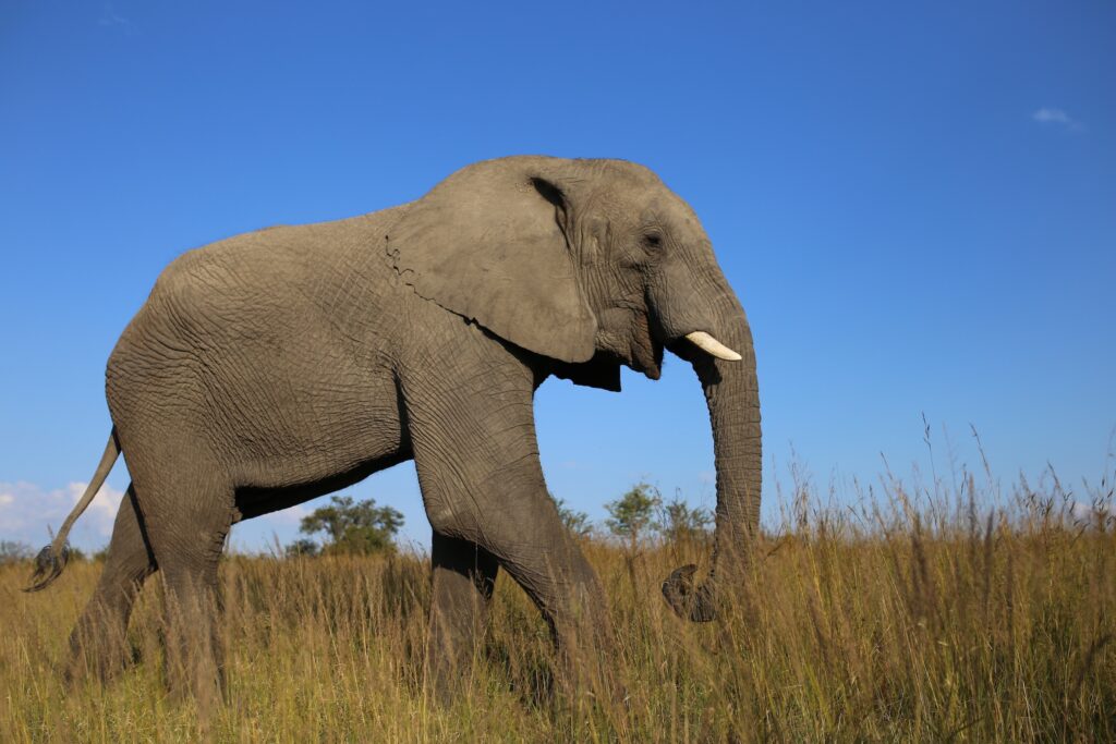 walking elephant